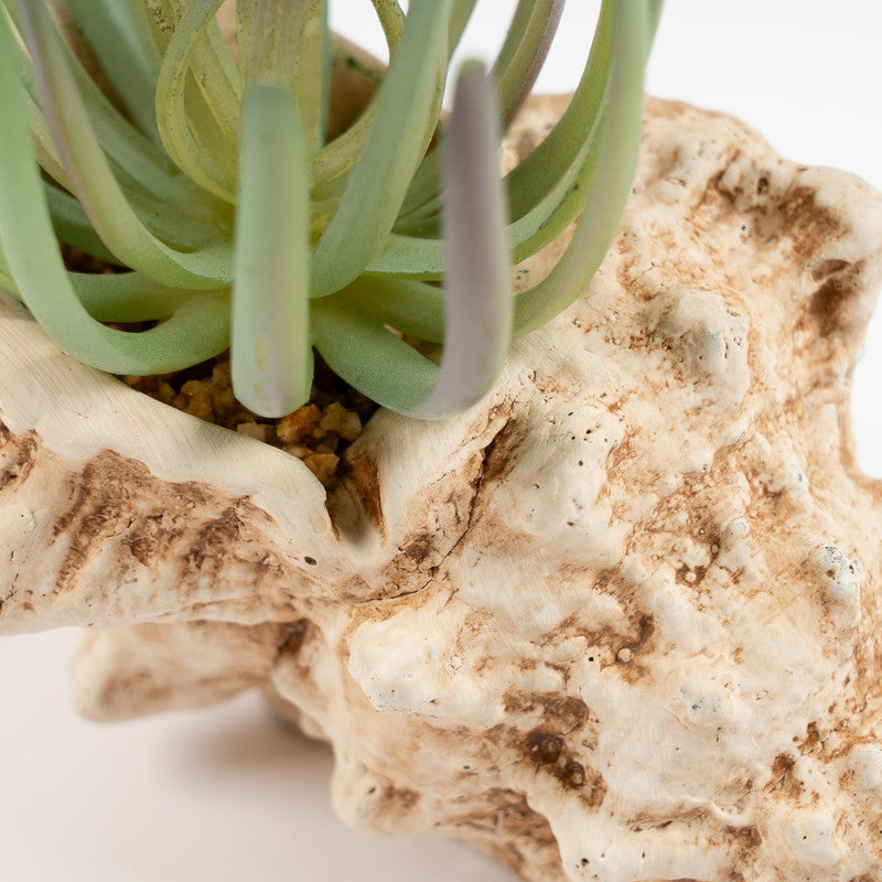 16cm Artificial Succulent Plant in Cement Shell